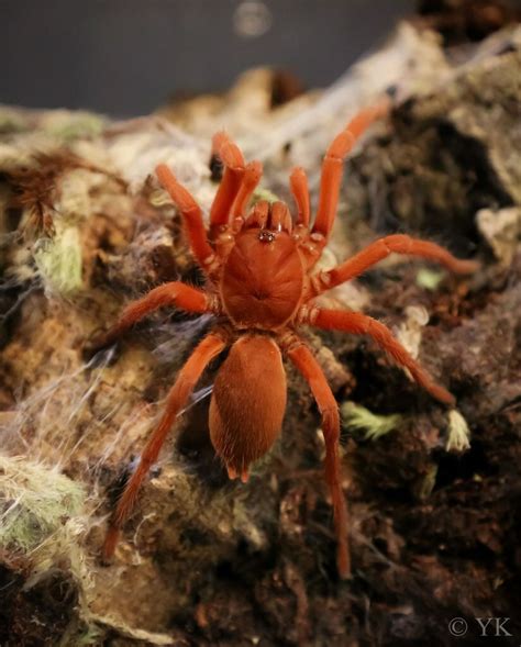 philippine orange tarantula|Orphnaecus philippinus (Schmidt 1999) .
